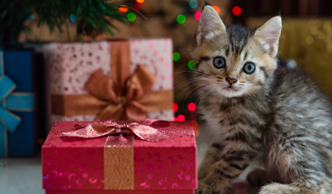 A kitten under a Christmas tree with three presents.